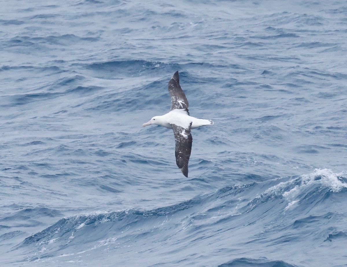 albatros královský - ML619897201