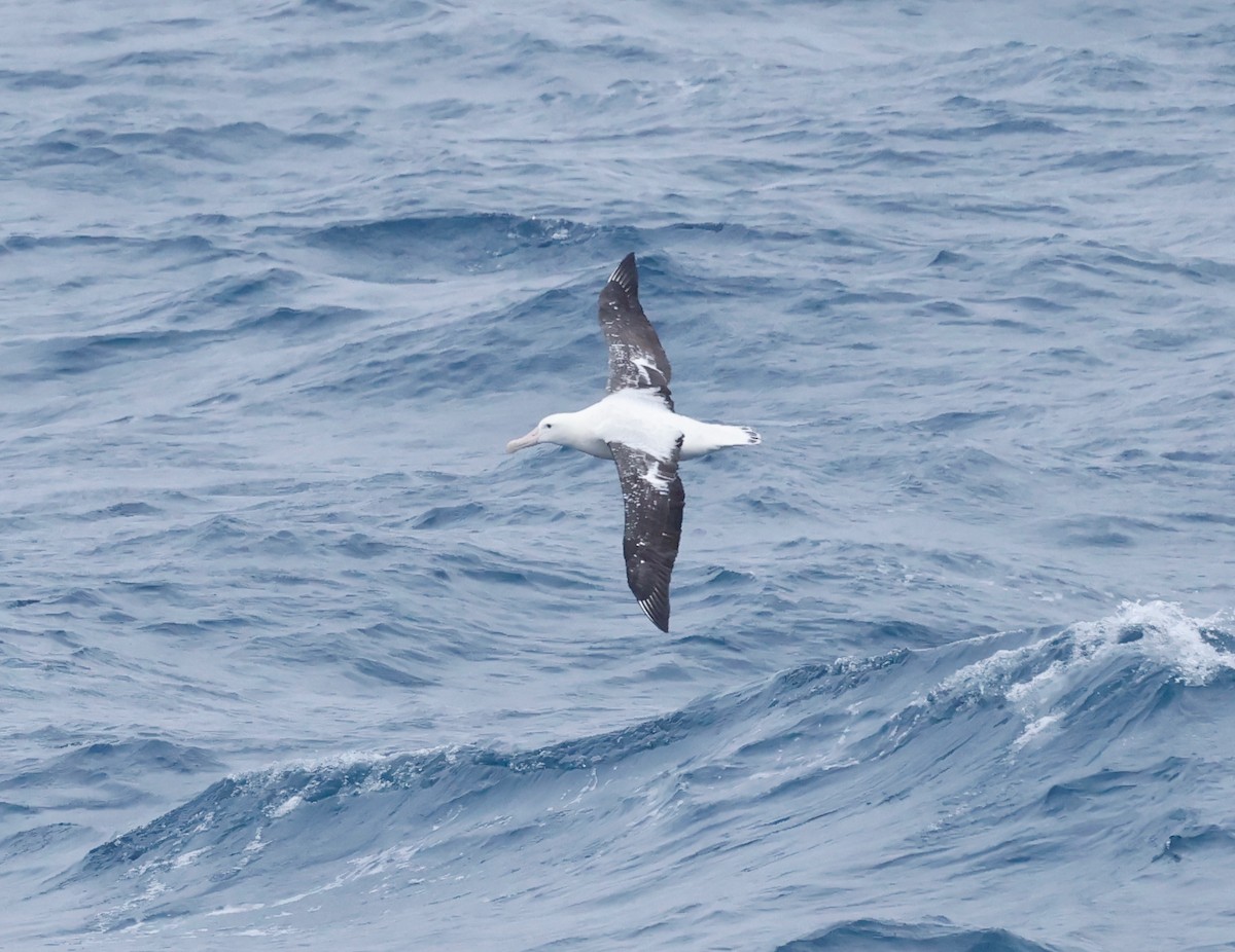 Southern Royal Albatross - ML619897201