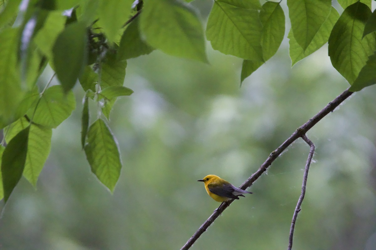 Prothonotary Warbler - ML619897206