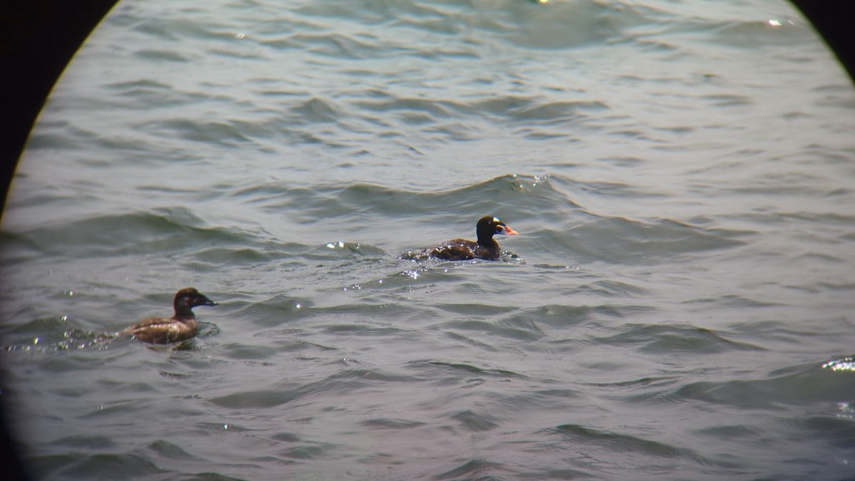 Surf Scoter - ML619897208