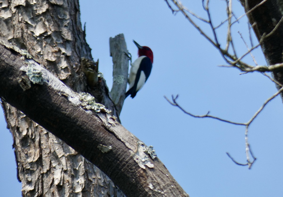 Red-headed Woodpecker - ML619897211