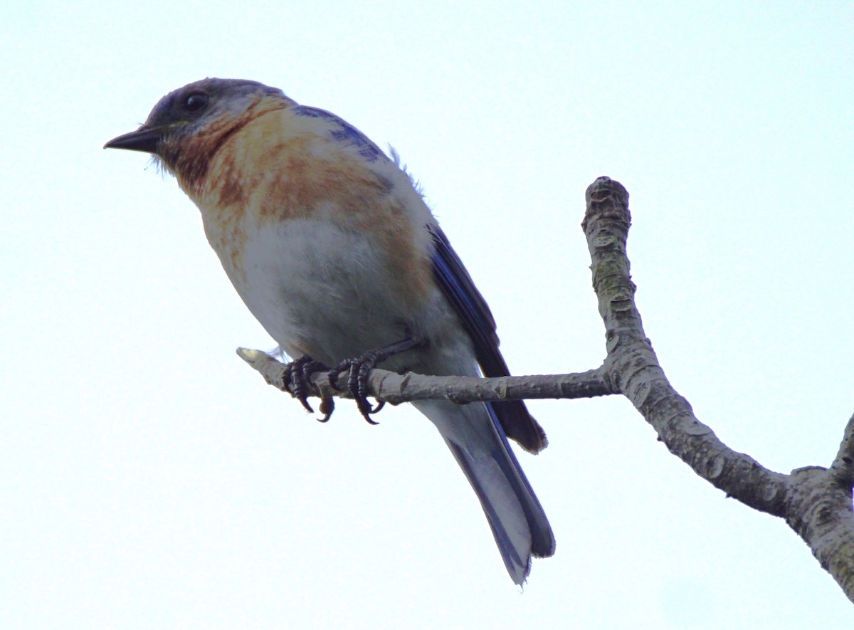 Eastern Bluebird - ML619897219