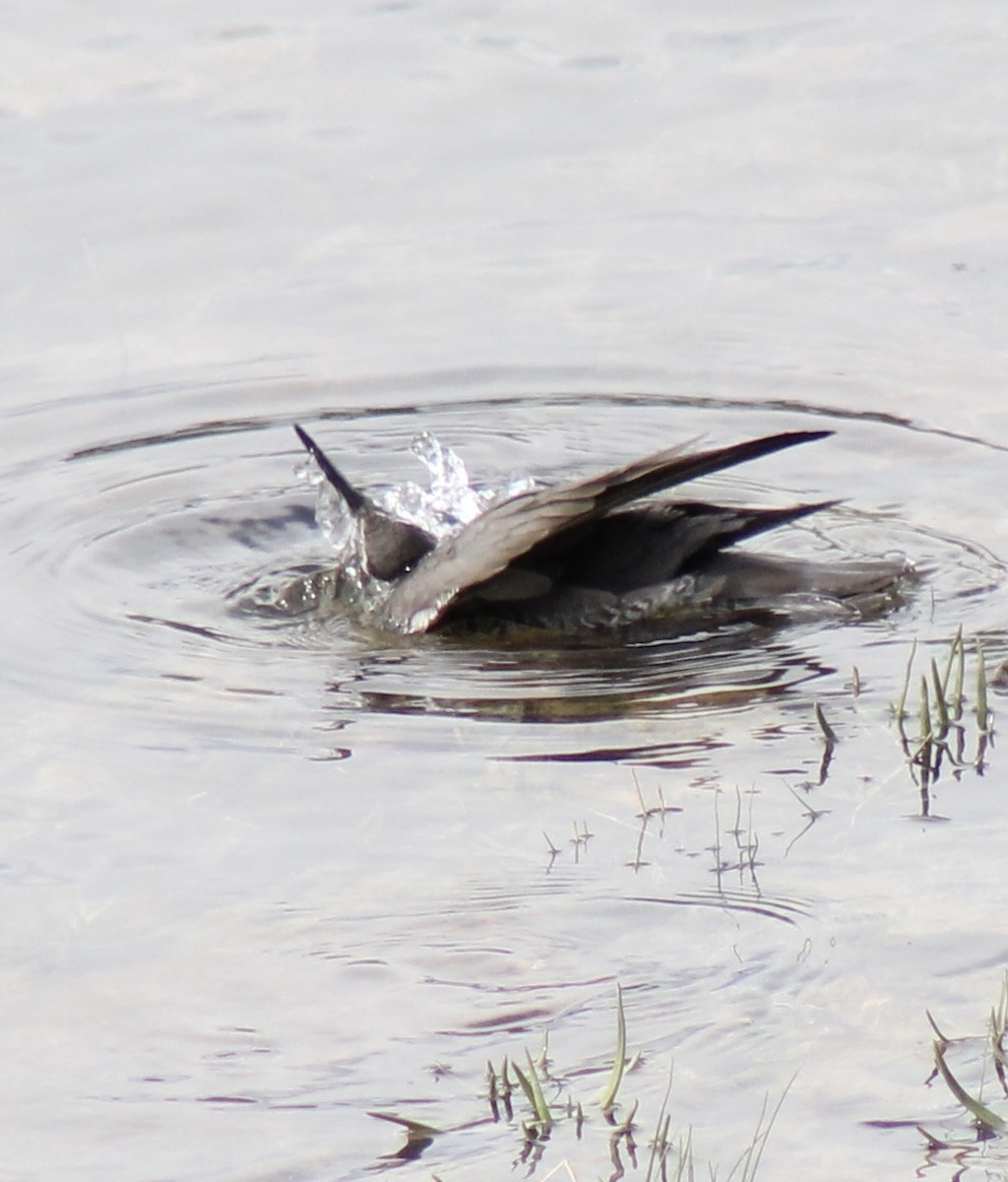 Wandering Tattler - ML619897221