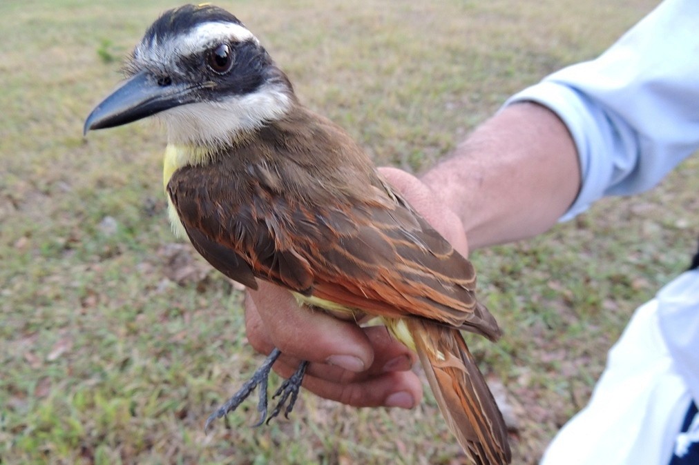 Boat-billed Flycatcher - ML619897230