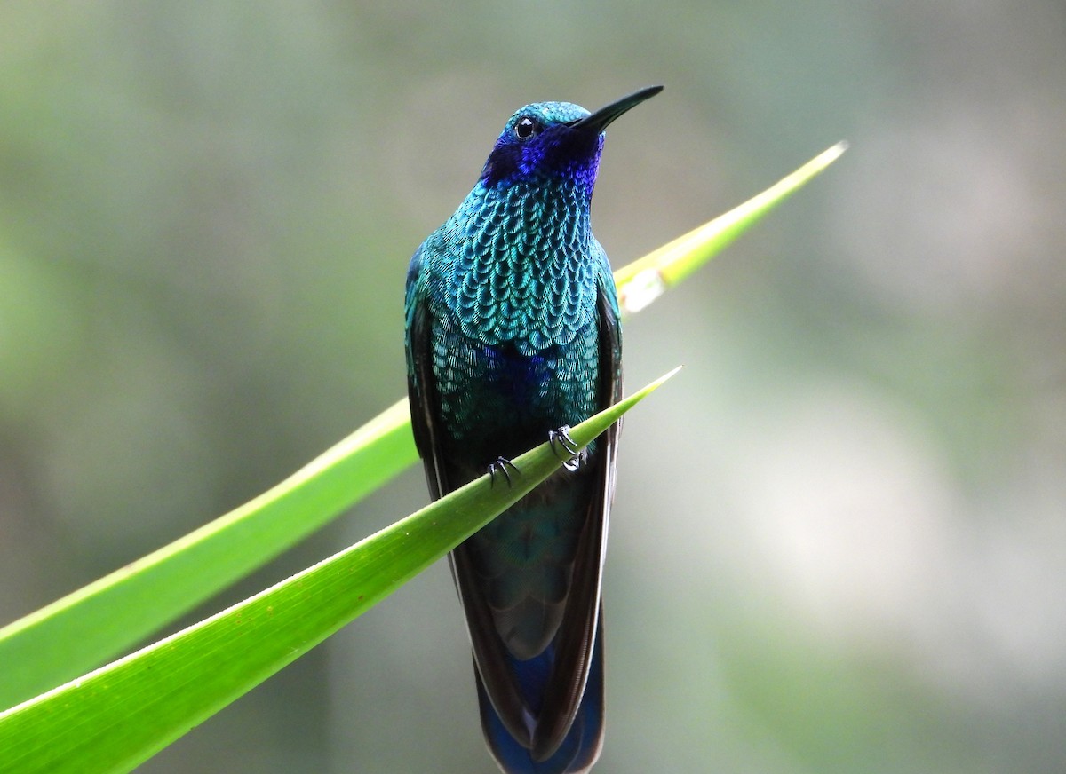 kolibřík modrolící - ML619897238