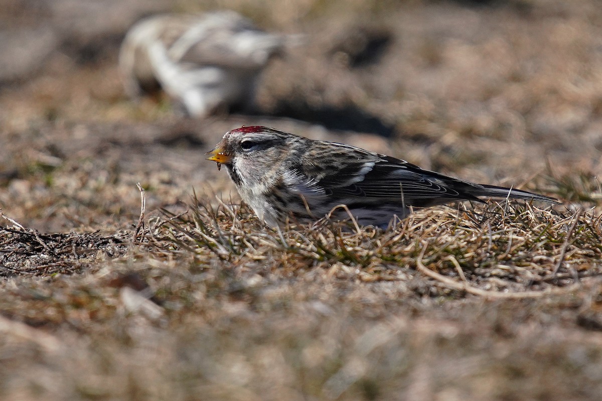 Common Redpoll - ML619897247