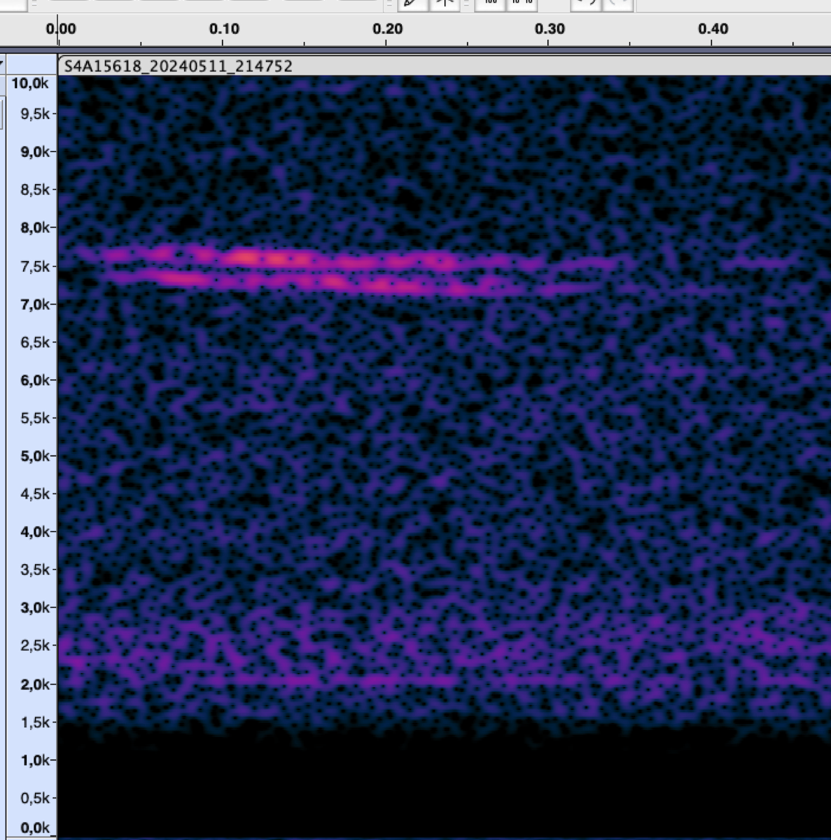 passerine sp. - ML619897250