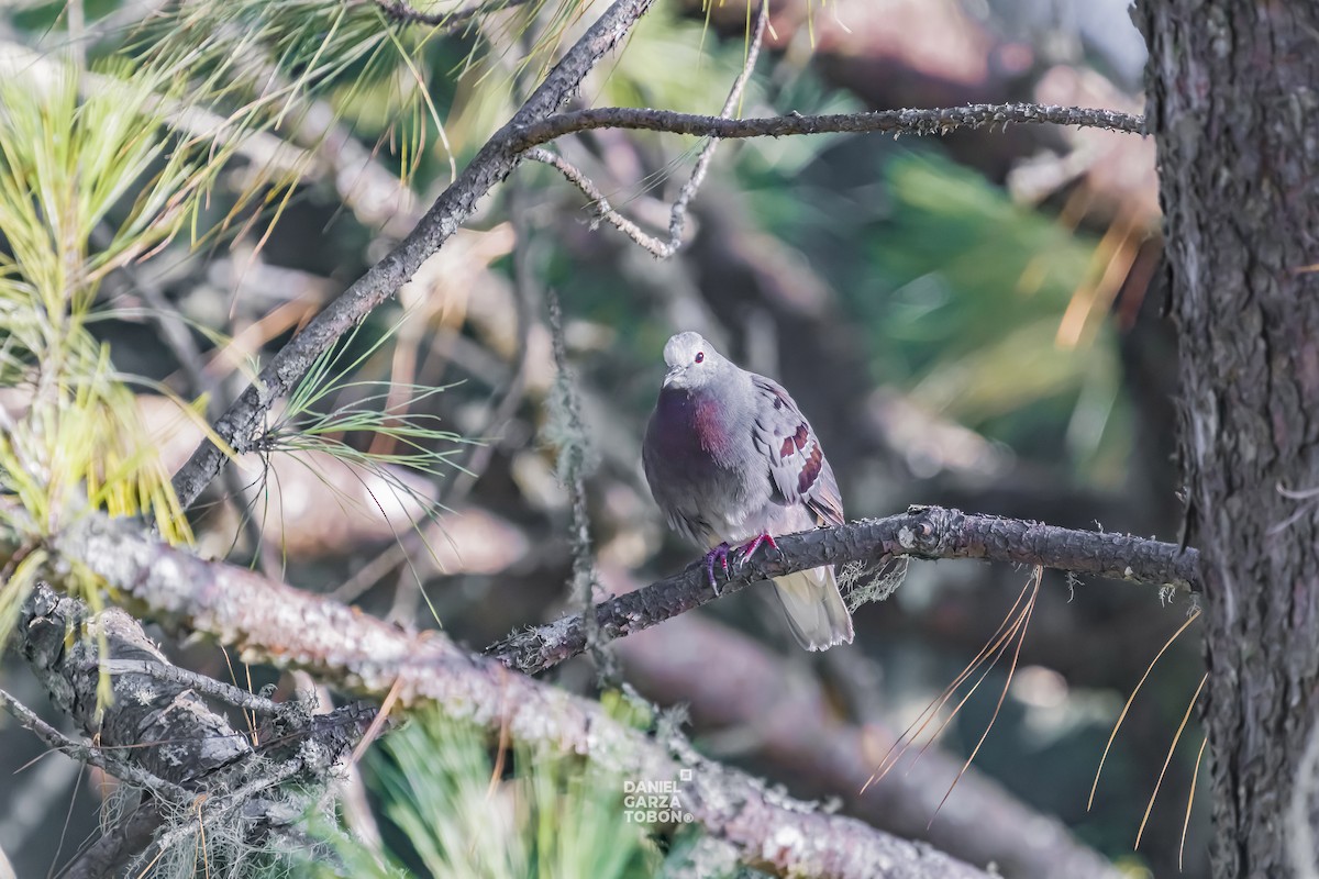 Maroon-chested Ground Dove - ML619897258