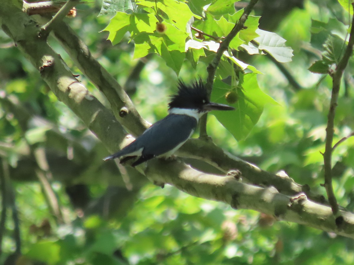 Belted Kingfisher - ML619897260