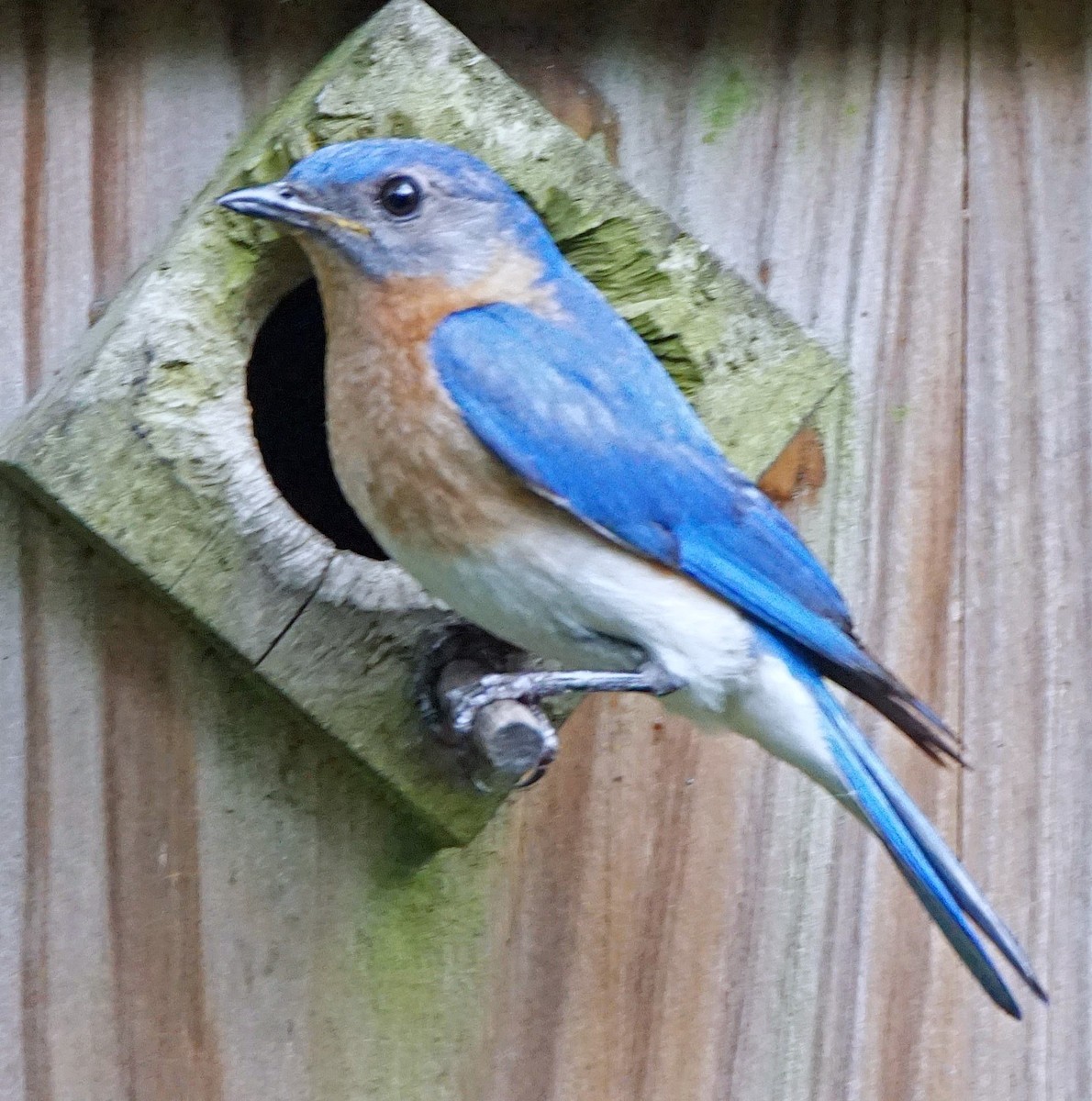 Eastern Bluebird - ML619897270