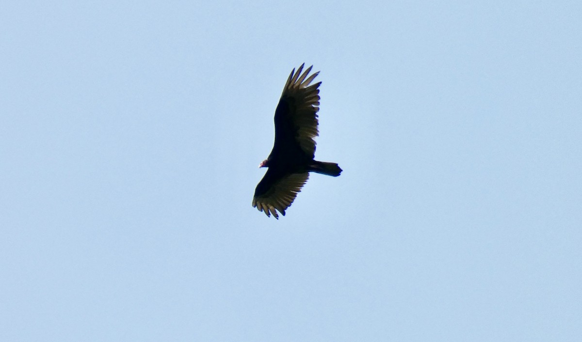 Turkey Vulture - ML619897276