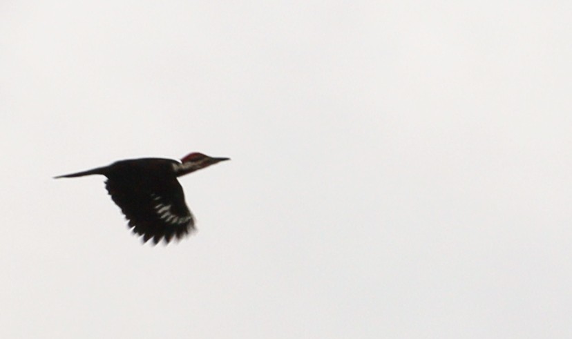 Pileated Woodpecker - ML619897283