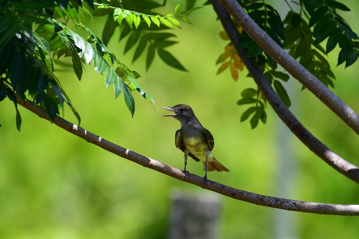 Great Crested Flycatcher - ML619897284