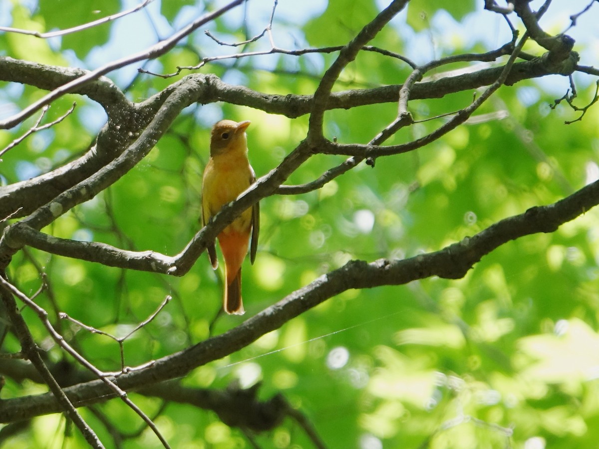 Summer Tanager - ML619897285