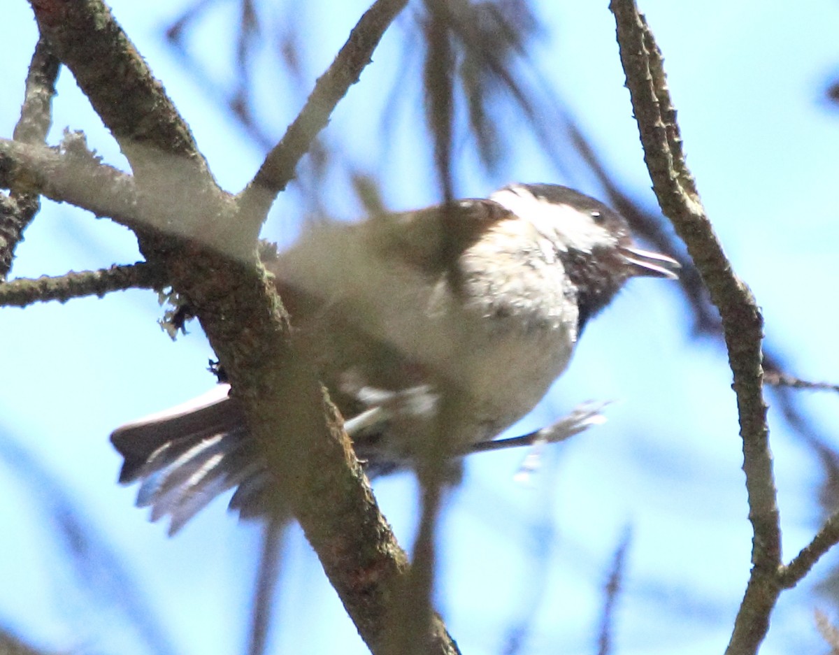 Coal Tit - ML619897287