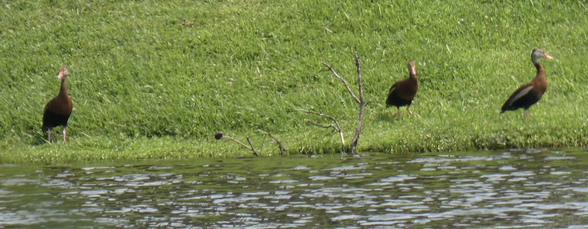 Dendrocygne à ventre noir - ML619897293