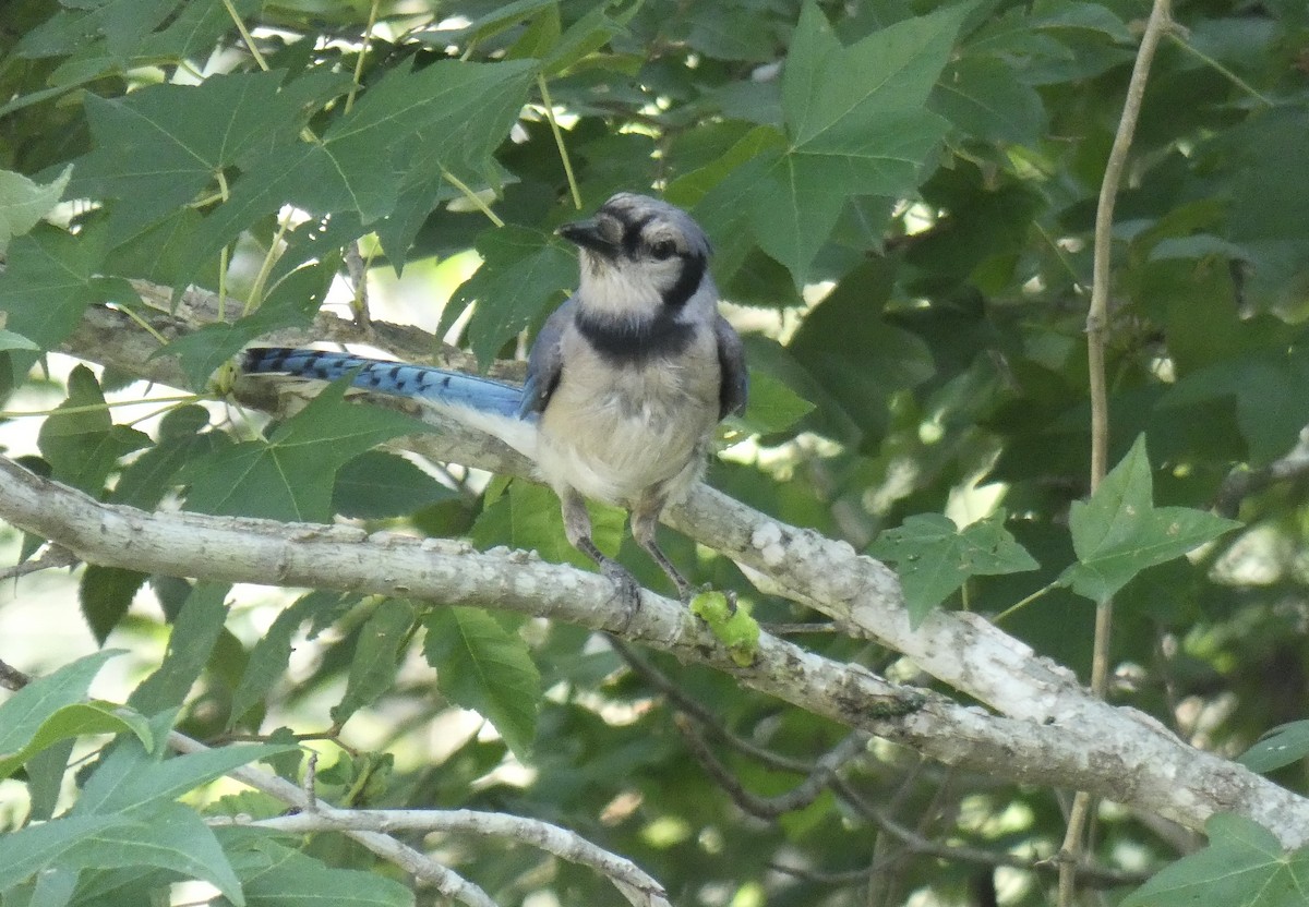 Blauhäher - ML619897323