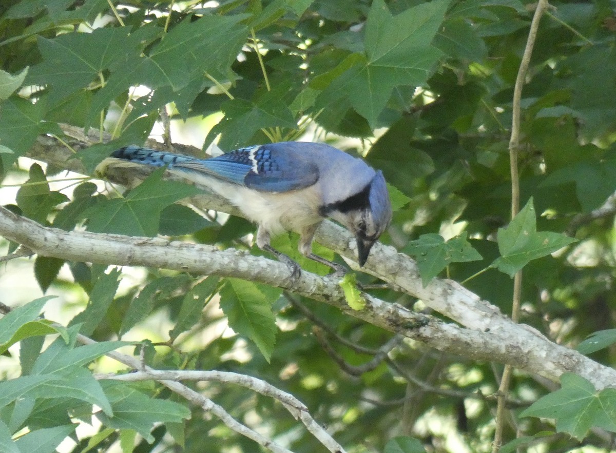 Blue Jay - ML619897334