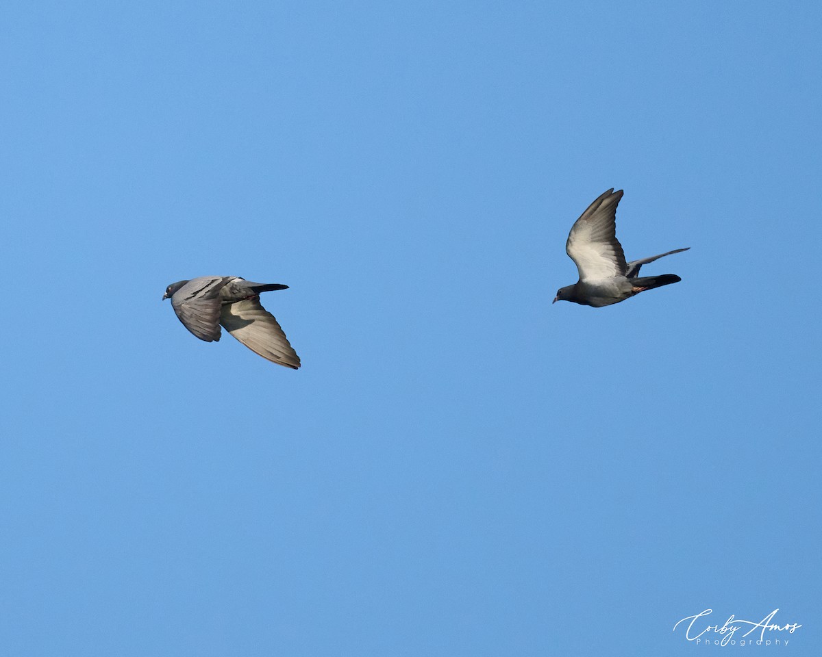 Rock Pigeon (Feral Pigeon) - ML619897338