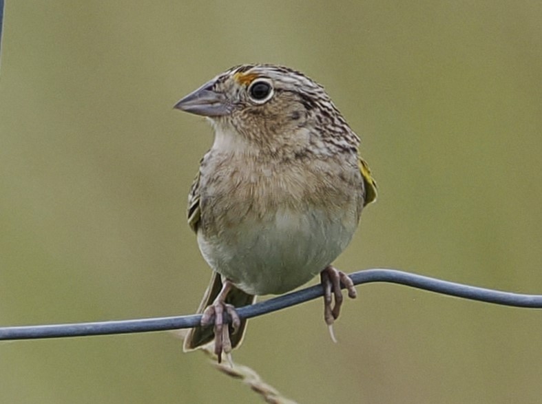 Grasshopper Sparrow - ML619897350