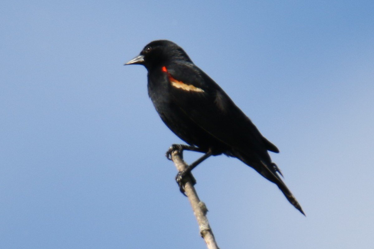 Red-winged Blackbird - ML619897359
