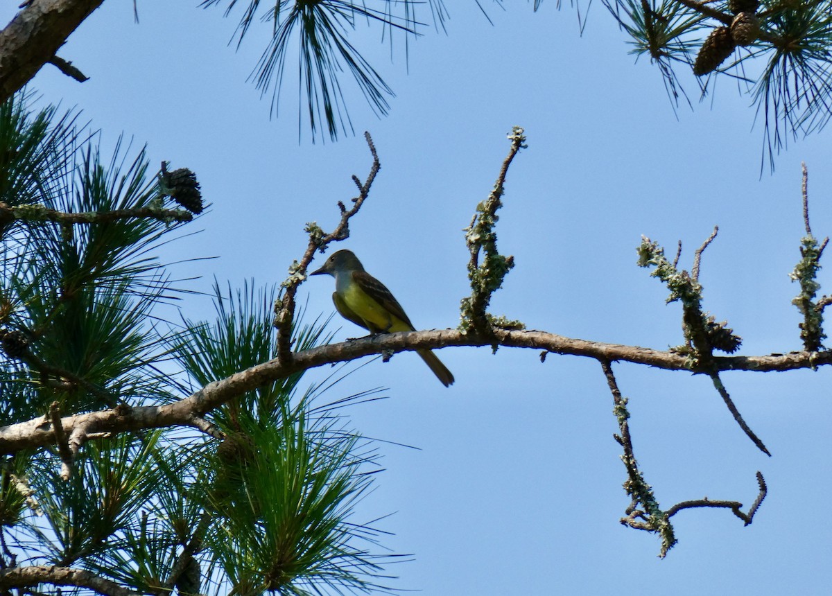 Great Crested Flycatcher - ML619897360