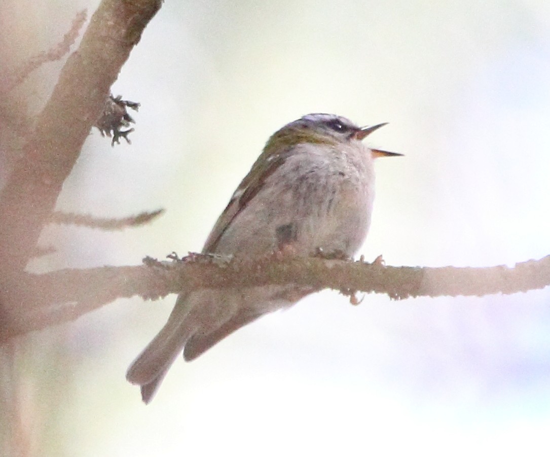 Common Firecrest - ML619897361