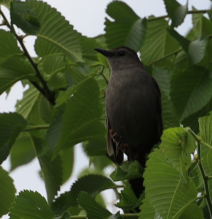 Gray Catbird - ML619897365