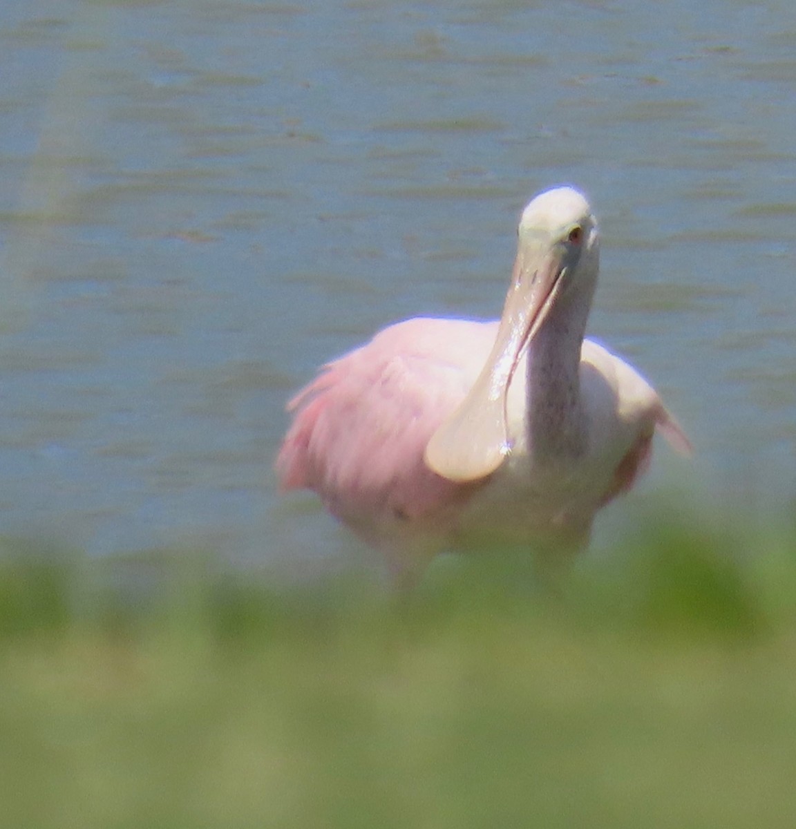 Roseate Spoonbill - ML619897376