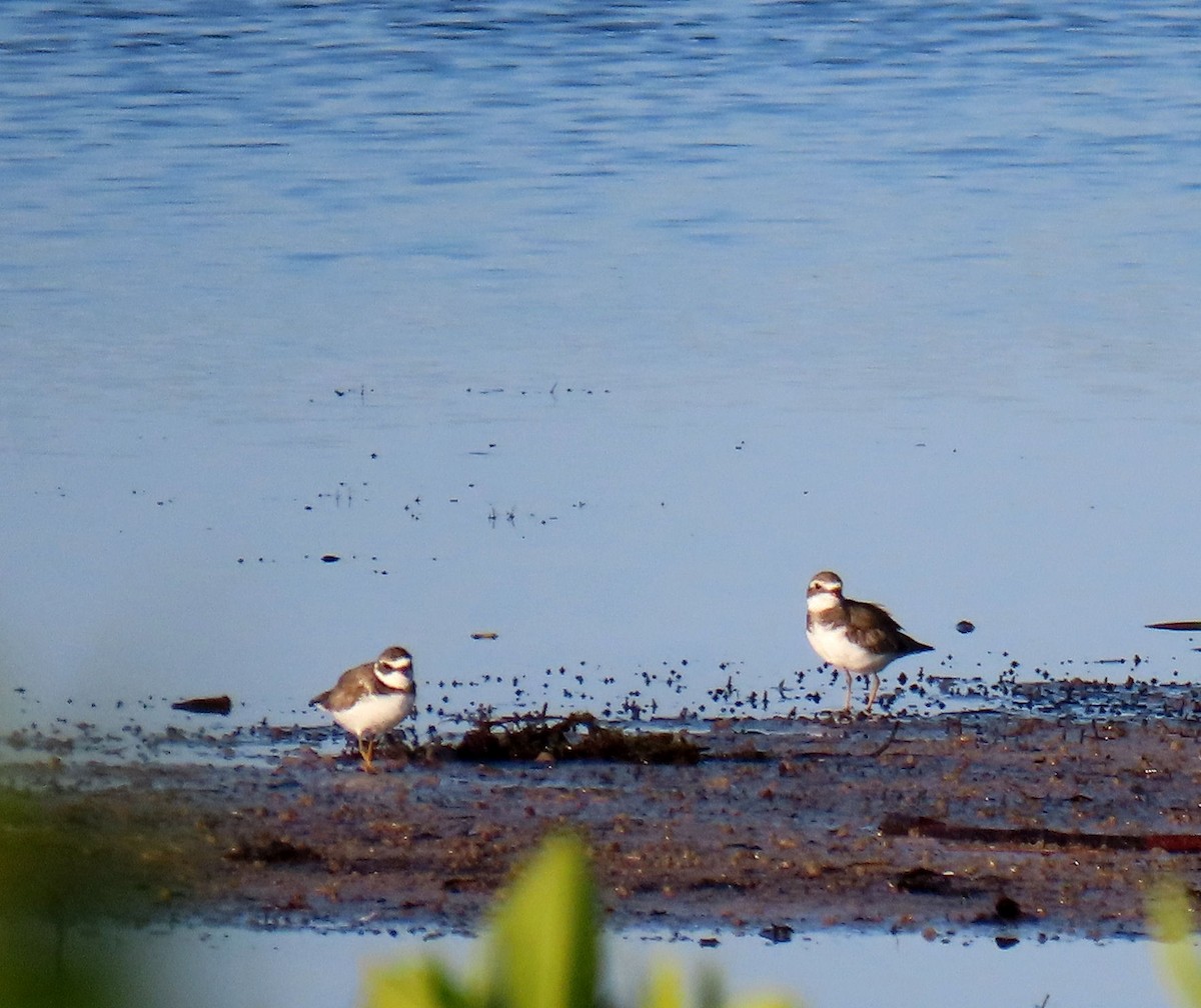 Semipalmated Plover - ML619897387