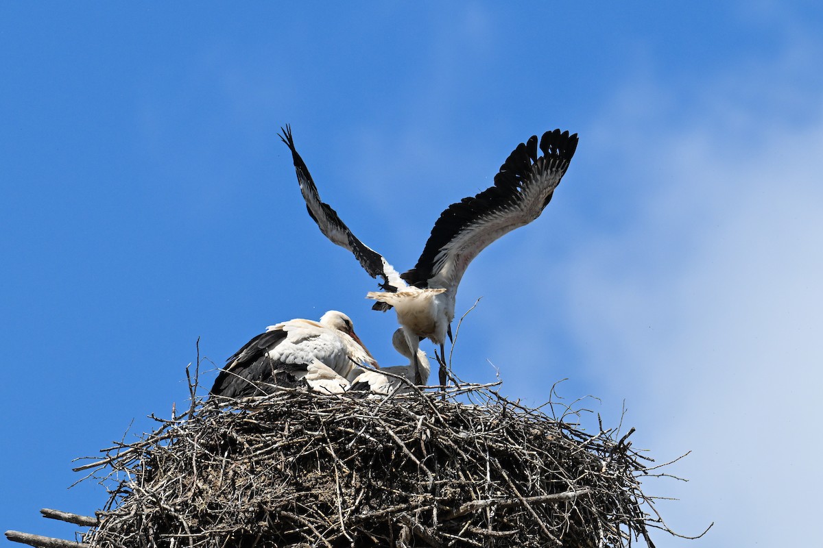 Cigogne blanche - ML619897392