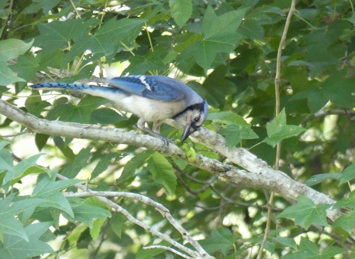 Chara Azul - ML619897398