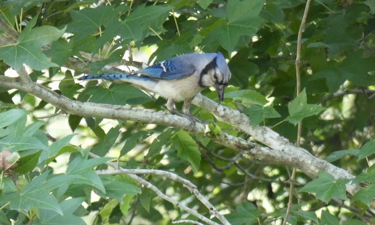 Blue Jay - ML619897399