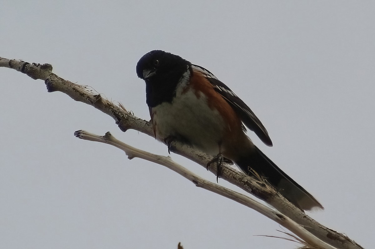 Spotted Towhee - ML619897415