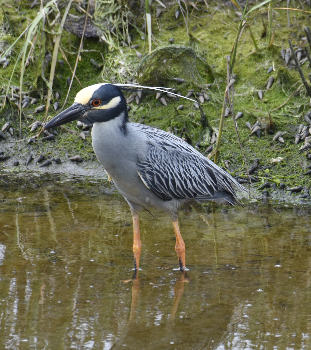 Yellow-crowned Night Heron - ML619897449