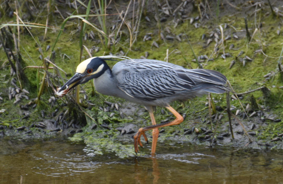 Yellow-crowned Night Heron - ML619897450