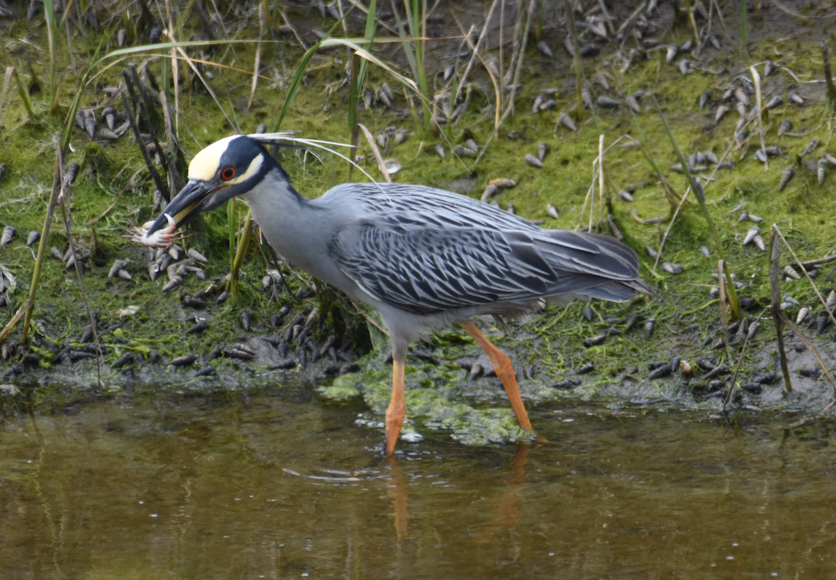 Yellow-crowned Night Heron - ML619897452