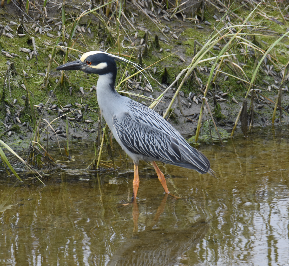 Yellow-crowned Night Heron - ML619897453