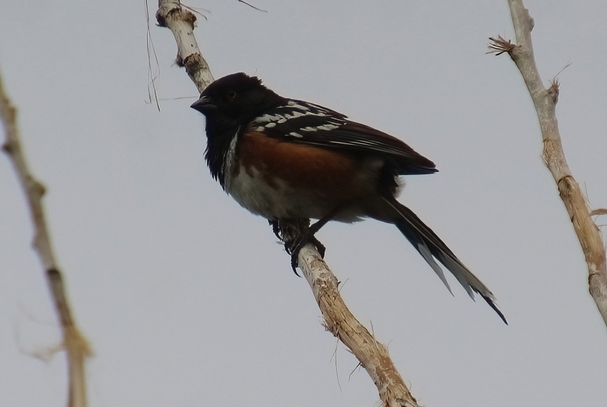 Spotted Towhee - ML619897457