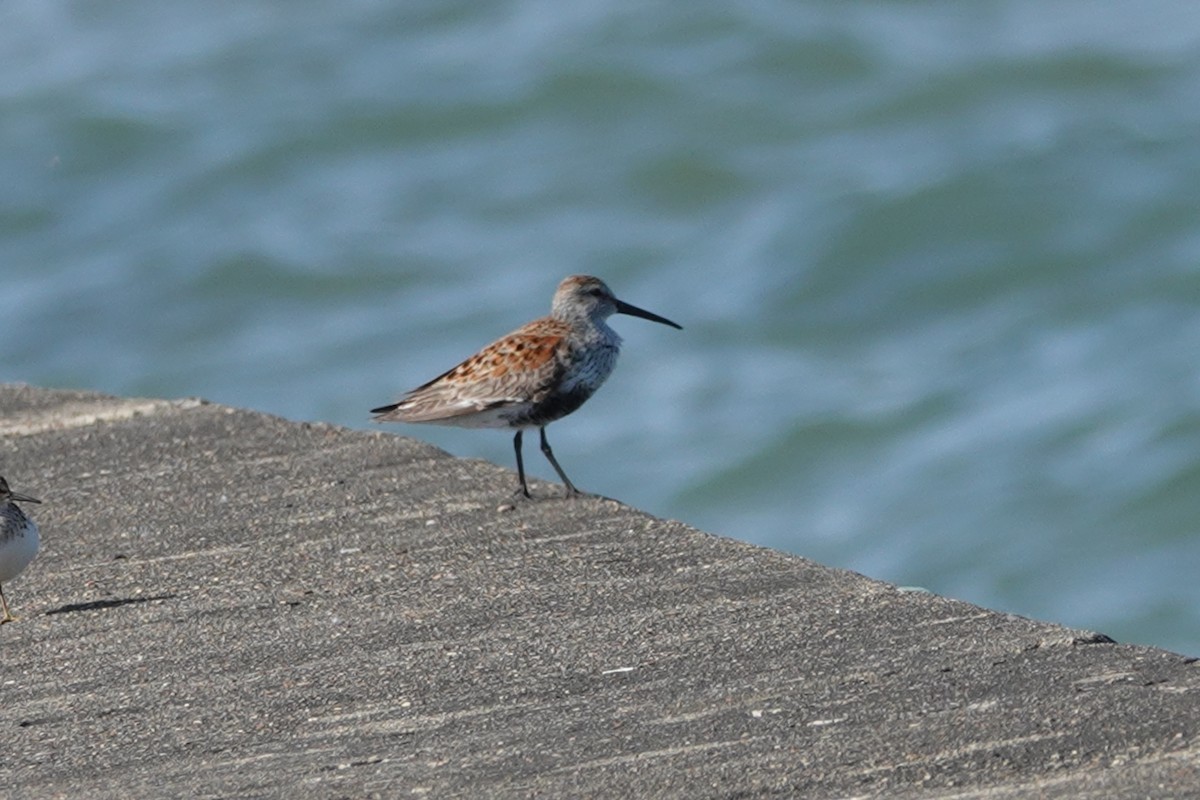 Dunlin - ML619897476