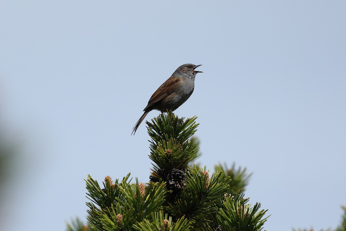 Dunnock - ML619897500