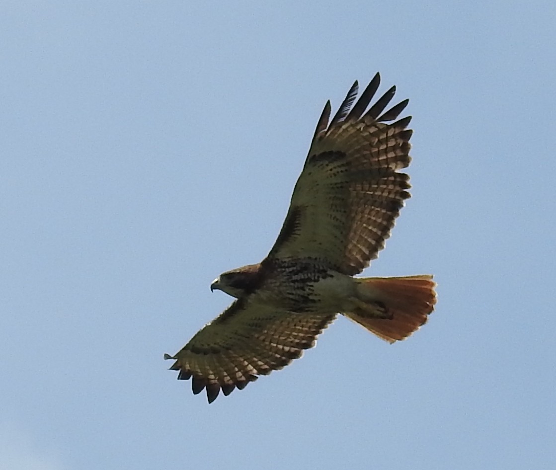 Red-tailed Hawk - ML619897501