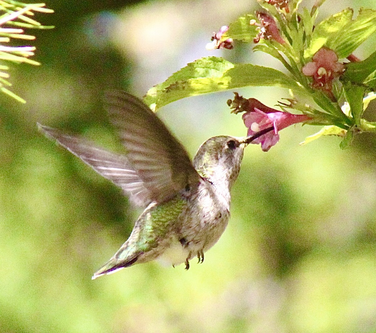 Anna's Hummingbird - ML619897529