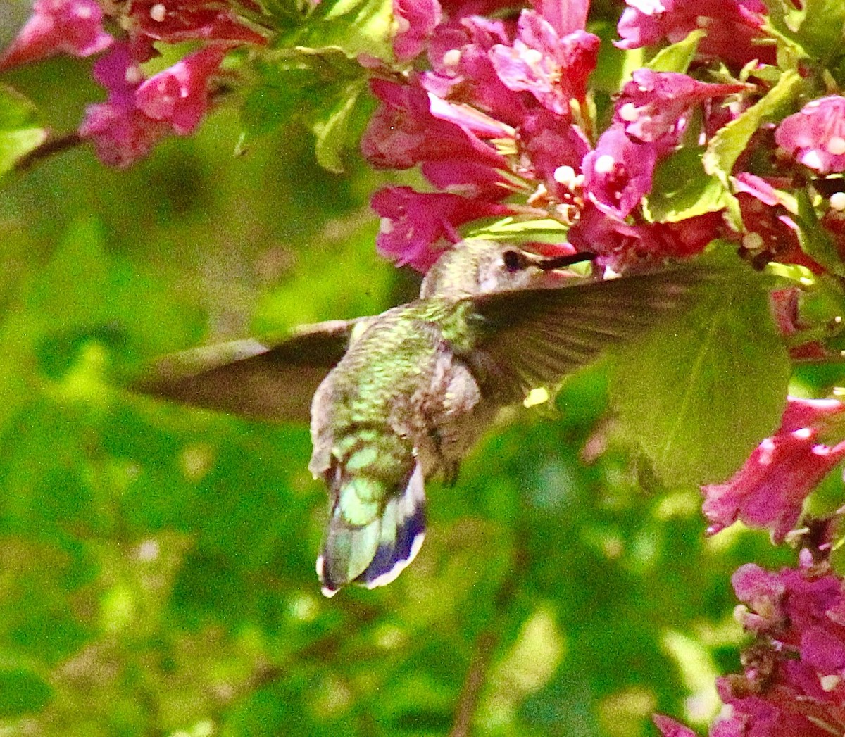 Anna's Hummingbird - ML619897530