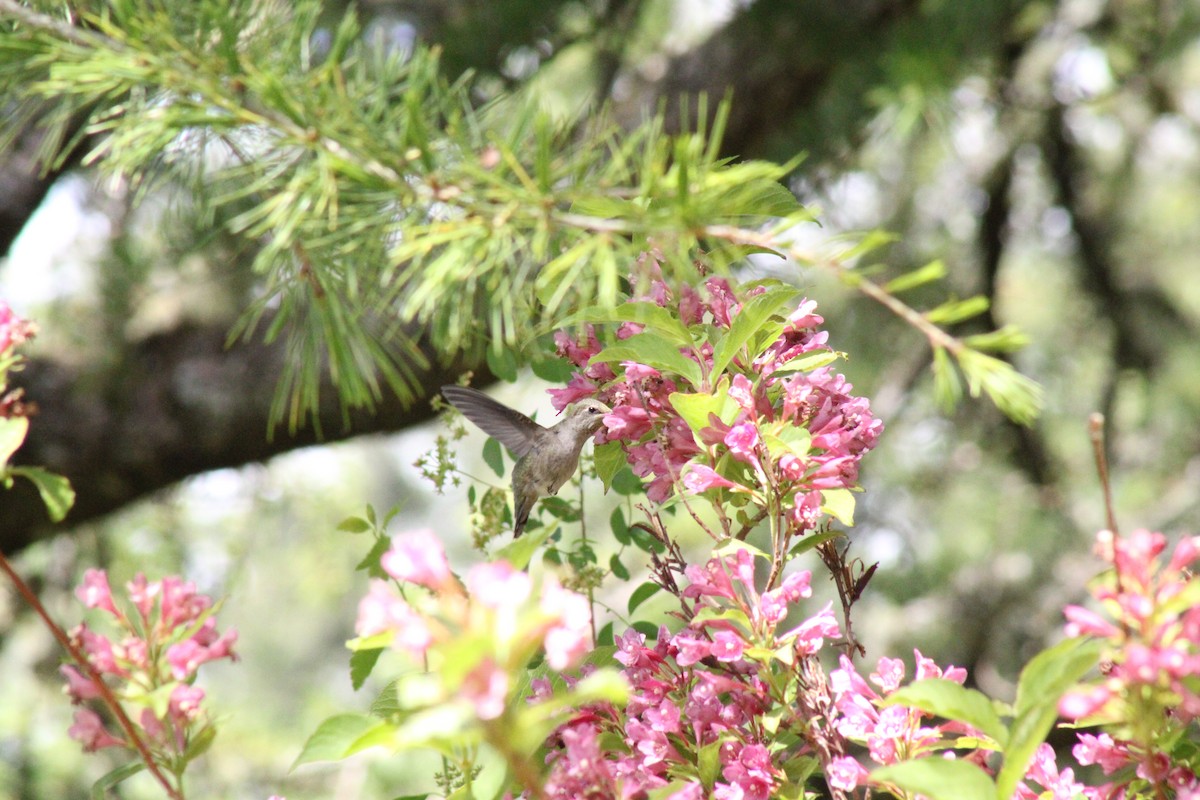 Anna's Hummingbird - ML619897531