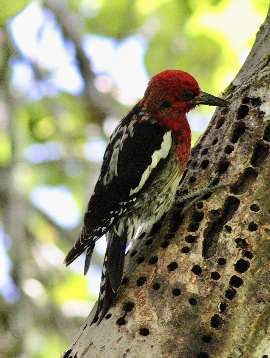 Red-breasted Sapsucker - ML619897541