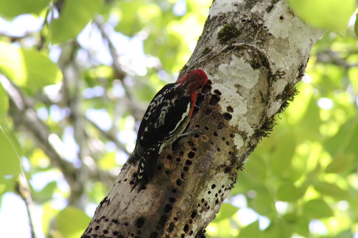 Red-breasted Sapsucker - ML619897542