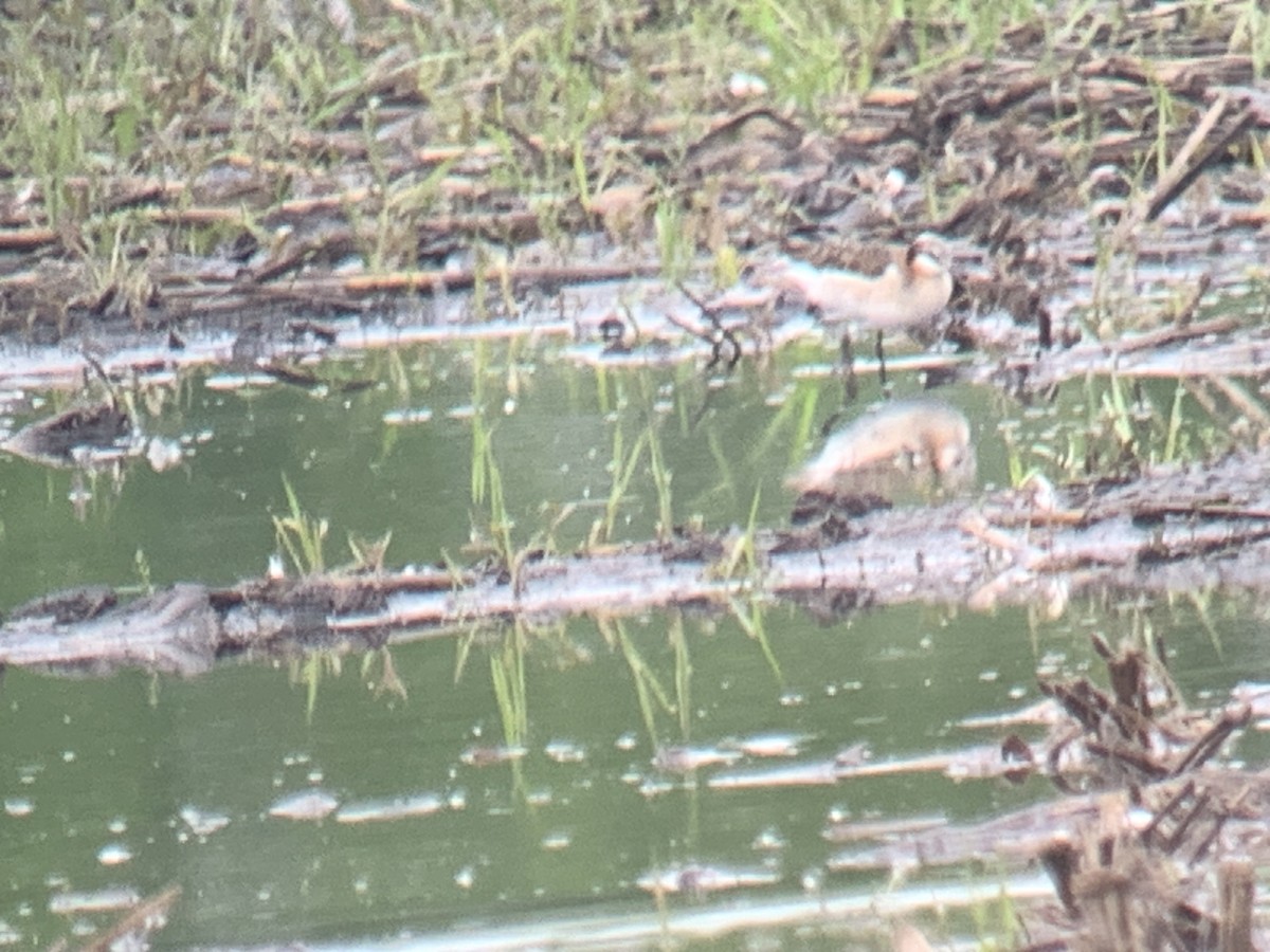 Wilson's Phalarope - ML619897549