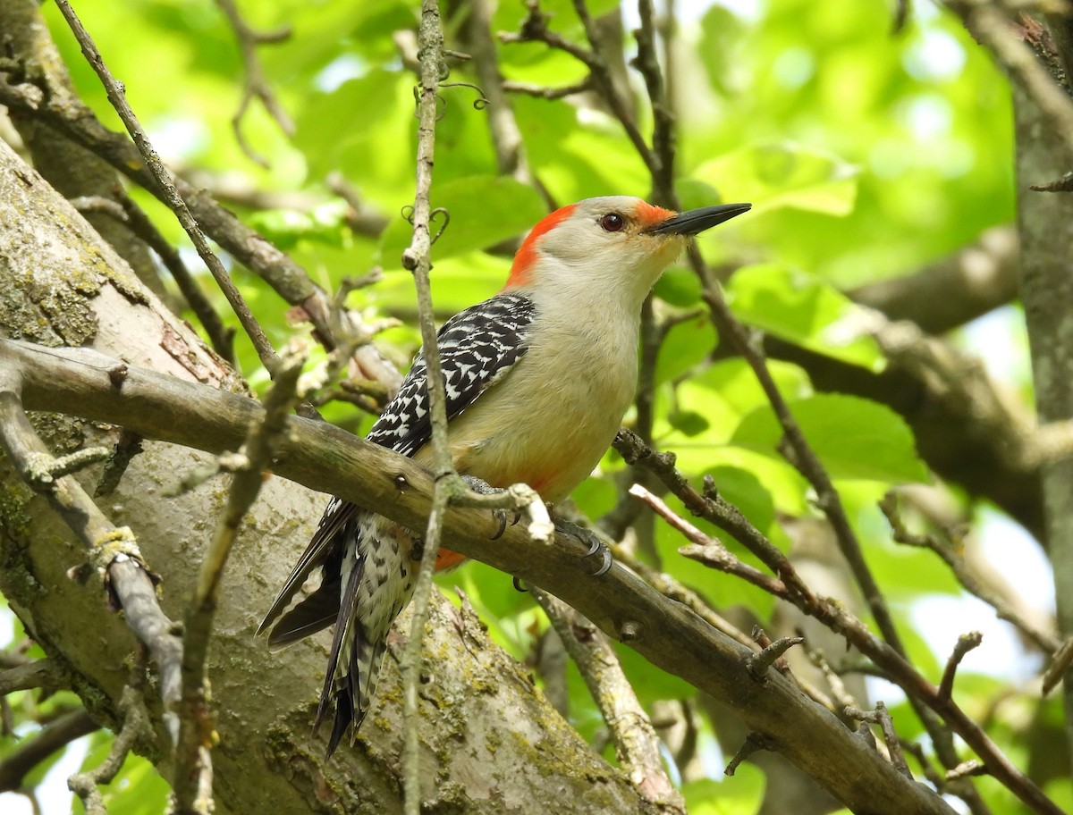 Red-bellied Woodpecker - ML619897556