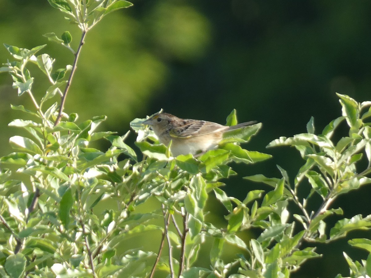 Grasshopper Sparrow - ML619897564